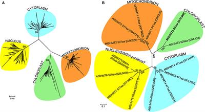 Chloroplastic Serine Hydroxymethyltransferase From Medicago truncatula: A Structural Characterization